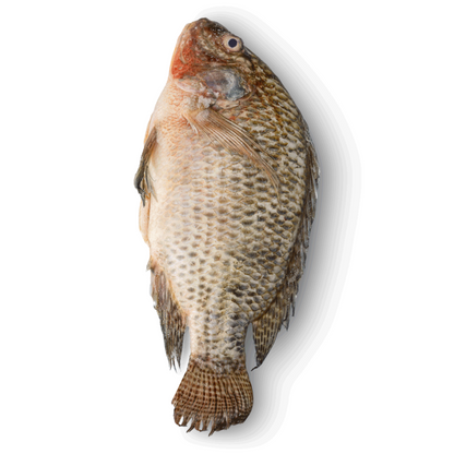 BLUETIDE - FROZEN WHOLE TILAPIA, 350/550g